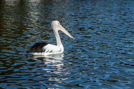 The Australian pelican, Pelecanus conspicillatus is a large waterbird in the family Pelecanidae, widespread on the inland and coastal waters of Australia, New Guinea, Fiji and parts of Indonesiaの写真素材