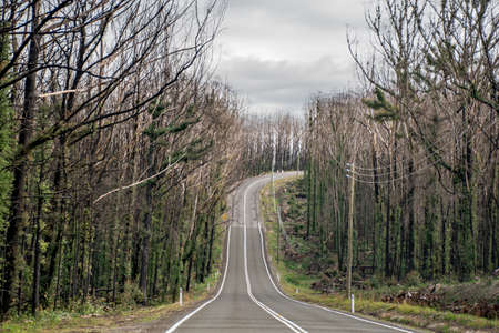 Burned bush along the road recovering after severe bushfire damage 6 months ago. Eucalyptus can survive and re-sprout from buds under their bark or from a lignotuber at the base of the treeの写真素材