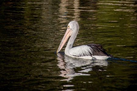 The Australian pelican, Pelecanus conspicillatus is a large waterbird in the family Pelecanidae, widespread on the inland and coastal waters of Australia, New Guinea, Fiji and parts of Indonesiaの写真素材