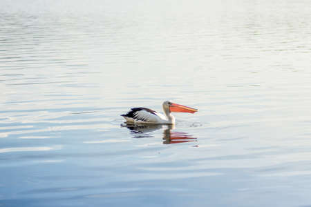The Australian pelican, Pelecanus conspicillatus is a large waterbird in the family Pelecanidae, widespread on the inland and coastal waters of Australia, New Guinea, Fiji and parts of Indonesiaの写真素材