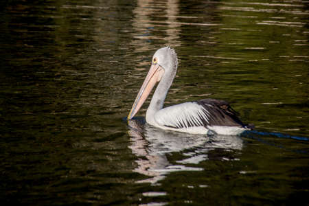 The Australian pelican, Pelecanus conspicillatus is a large waterbird in the family Pelecanidae, widespread on the inland and coastal waters of Australia, New Guinea, Fiji and parts of Indonesiaの写真素材
