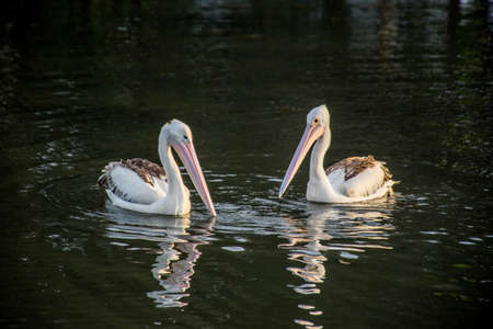 The Australian pelicans, Pelecanus conspicillatus on a water with copy spaceの写真素材