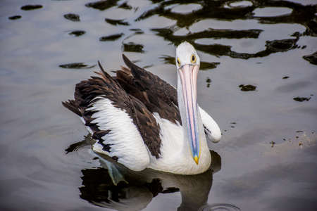 The Australian pelican, Pelecanus conspicillatus is a large waterbird in the family Pelecanidae, widespread on the inland and coastal waters of Australia, New Guinea, Fiji and parts of Indonesiaの写真素材