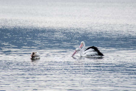 The Australian pelicans, Pelecanus conspicillatus on a water with copy spaceの写真素材