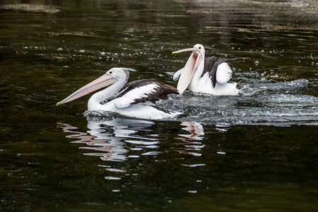 The Australian pelicans, Pelecanus conspicillatus on a waterの写真素材