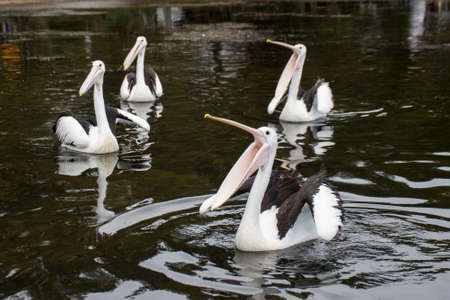 The Australian pelicans, Pelecanus conspicillatus on a water with open mouths waiting for the fish. Wallaga Lake, NSW, Australiaの写真素材