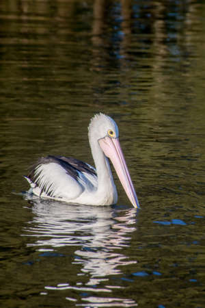The Australian pelican, Pelecanus conspicillatus is a large waterbird in the family Pelecanidae, widespread on the inland and coastal waters of Australia, New Guinea, Fiji and parts of Indonesiaの写真素材