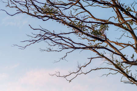 Tree branches silhouette and light blue sky. Nature background.