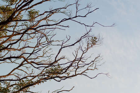 Tree branches silhouette and light blue sky. Nature background.の写真素材