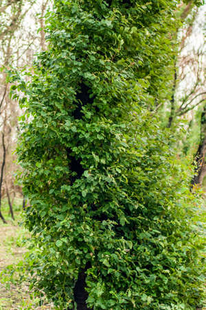 Australian bushfires aftermath: eucalyptus tree 6 months after severe fire damage. Eucalyptus can survive and re-sprout from buds under their bark or from a lignotuber at the base of the tree.の写真素材