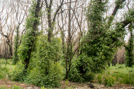 Australian bushfires aftermath: eucalyptus tree 6 months after severe fire damage. Eucalyptus can survive and re-sprout from buds under their bark or from a lignotuber at the base of the tree.の写真素材