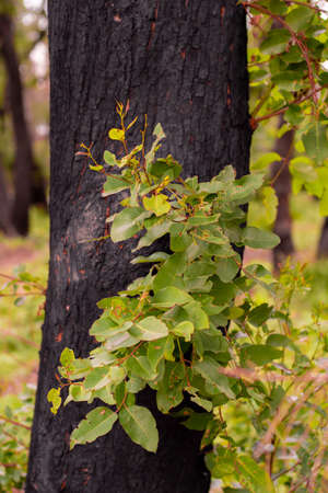 Australian bushfires aftermath: eucalyptus tree 6 months after severe fire damage. Eucalyptus can survive and re-sprout from buds under their bark or from a lignotuber at the base of the tree.の写真素材