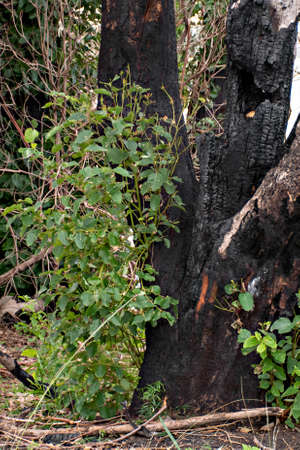 Australian bushfires aftermath: eucalyptus tree 6 months after severe fire damage. Eucalyptus can survive and re-sprout from buds under their bark or from a lignotuber at the base of the tree.の写真素材