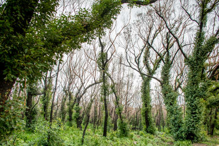 Australian bushfires aftermath: eucalyptus tree 6 months after severe fire damage. Eucalyptus can...