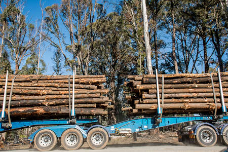 Australian bushfires aftermath: a truck with burned pines logs from the famous Bogo Forest Sugar Pines Walk which was badly damaged by severe bushfires and cut downの写真素材