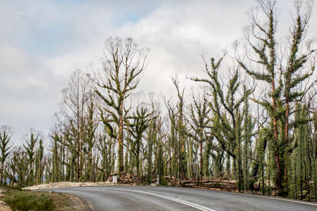 Australian bushfires aftermath: eucalyptus trees damaged by the fire recovering six months after severe bushfires . Imlay Road, NSWの写真素材