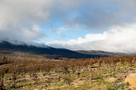 A young pine plantation burnt by bushfires near the Mount Imlay, NSW, Australiaの写真素材