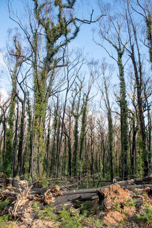 Australian bushfires aftermath: eucalyptus trees damaged by the fire recovering six months after severe bushfires . Imlay Road, NSWの写真素材