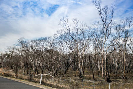 Australian bushfires aftermath: damaged eucalyptus trees along the Nerriga road, NSW, six months after Currowan fire .の写真素材