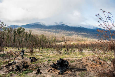 A young pine plantation burnt by bushfires near the Mount Imlay, NSW, Australiaの写真素材