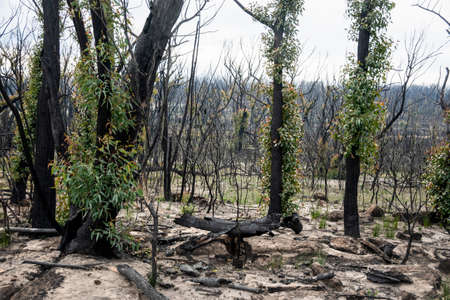 Australian bushfires aftermath: eucalyptus trees recovering after severe fire damage in Currowan fire. Eucalyptus can re-sprout from buds under their bark or from a lignotuber at the base of the treeの写真素材
