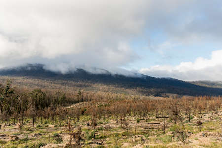 A young pine plantation burnt by bushfires near the Mount Imlay, NSW, Australiaの写真素材