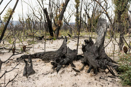 Australian bushfires aftermath: eucalyptus trees recovering after severe fire damage in Currowan fire. Eucalyptus can re-sprout from buds under their bark or from a lignotuber at the base of the treeの写真素材
