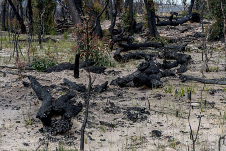 Australian bushfires aftermath: eucalyptus trees recovering after severe fire damage in Currowan fire. Eucalyptus can re-sprout from buds under their bark or from a lignotuber at the base of the tree.の写真素材