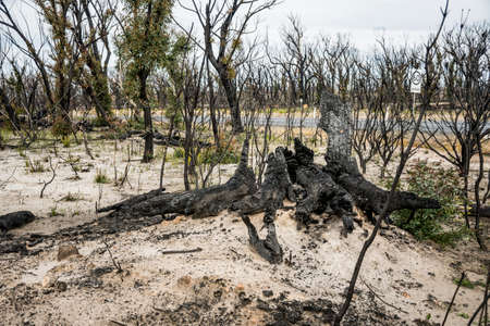 Australian bushfires aftermath: eucalyptus trees recovering after severe fire damage in Currowan fire. Eucalyptus can re-sprout from buds under their bark or from a lignotuber at the base of the tree.の写真素材