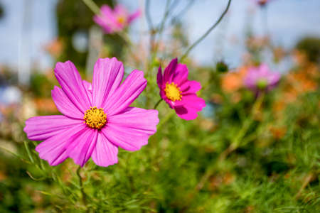 Beautiful pink Cosmos flower, Cosmos Bipinnatus with blurred background.の写真素材