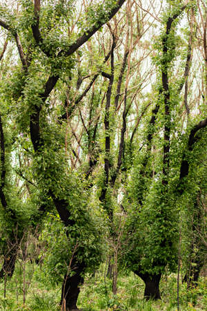 Australian bushfires aftermath: eucalyptus trees recovering after severe fire damage. Eucalyptus can survive and re-sprout from buds under their bark or from a lignotuber at the base of the tree.の写真素材