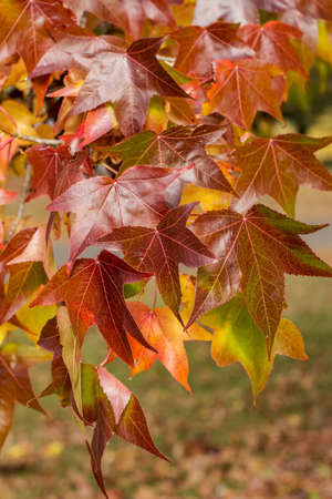 Fall season. red maple tree autumn background.の写真素材