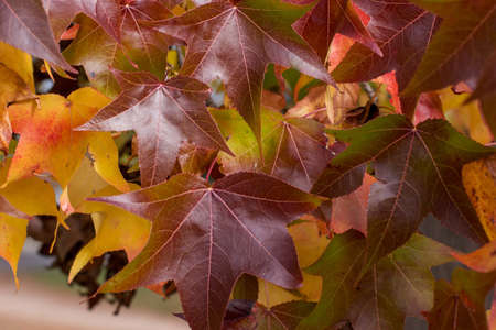 Fall season. red maple tree autumn background.の写真素材