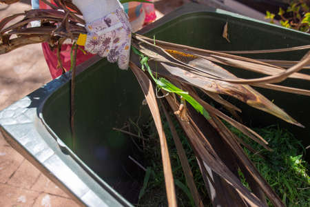 Green bin container filled with garden waste. Hands wearing gardening gloves doing spring clean up...