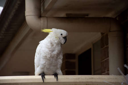 Sulphur-crested cockatoo hiding under roof on a rainy day. Urban wildlife. Australian backyard visitorsの写真素材