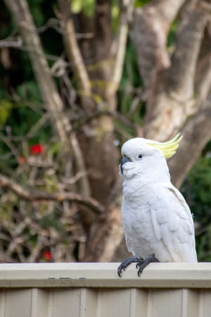 Sulphur-crested cockatoo seating on a fence. Urban wildlife. Australian backyard visitorsの写真素材