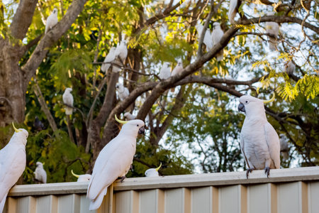 Sulphur-crested cockatoos seating on a fence. Urban wildlife. Australian backyard visitorsの写真素材