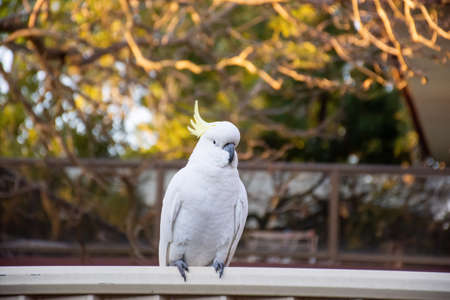Sulphur-crested cockatoo seating on a fence. Urban wildlife. Australian backyard visitors