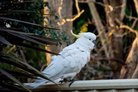 Sulphur-crested cockatoo seating on a fence. Urban wildlife. Australian backyard visitorsの写真素材