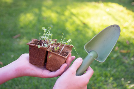 Hands holding four biodegradable trays with fresh sprouted seedlings and a trowel on green grassy background. Gardening conceptの写真素材
