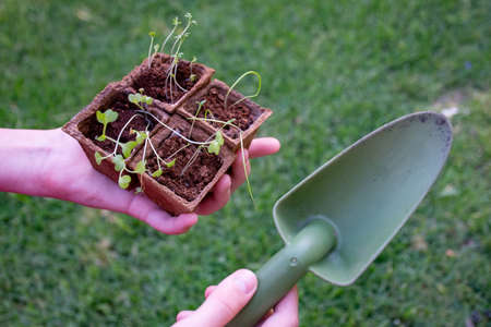 Hands holding four biodegradable trays with fresh sprouted seedlings and a trowel on green grassy background. Gardening conceptの写真素材