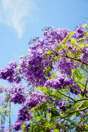 Jacaranda tree in a full bloom with beautiful purple flowersの写真素材