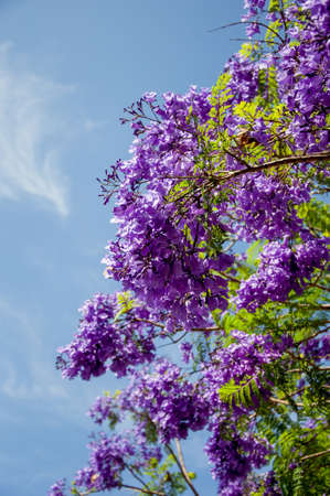 Jacaranda tree in a full bloom with beautiful purple flowers