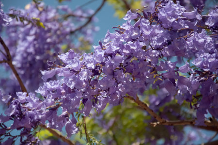 Jacaranda tree in a full bloom with beautiful purple flowersの写真素材