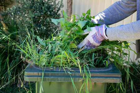 Green bin container filled with garden waste. Hands wearing gardening gloves doing spring clean up in the garden. Recycling garbage for a better environment.の写真素材
