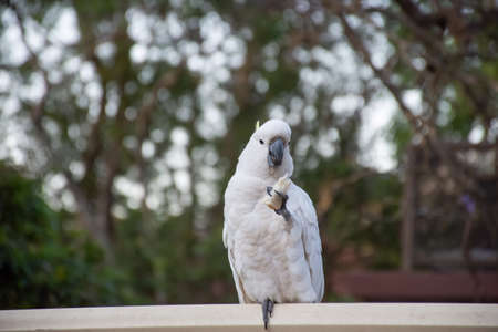 Sulphur-crested cockatoo seating on a fence eating bread. Urban wildlife. Australian backyard visitors. Don't feed wild animalsの写真素材