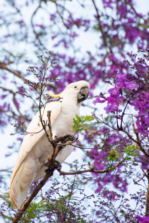 Sulphur-crested cockatoo seating on a beautiful blooming jacaranda tree. Urban wildlife. Australian backyard visitorsの写真素材