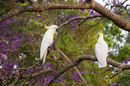 Sulphur-crested cockatoos seating on a beautiful blooming jacaranda tree. Urban wildlife. Australian backyard visitorsの写真素材