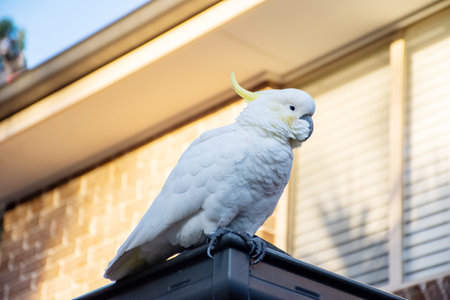 Sulphur-crested cockatoo seating on a roof. Urban wildlife. Australian backyard visitorsの写真素材
