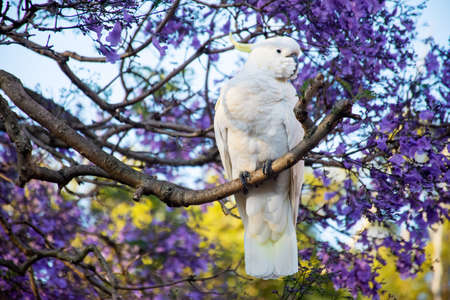 Sulphur-crested cockatoo seating on a beautiful blooming jacaranda tree. Urban wildlife. Australian backyard visitorsの写真素材